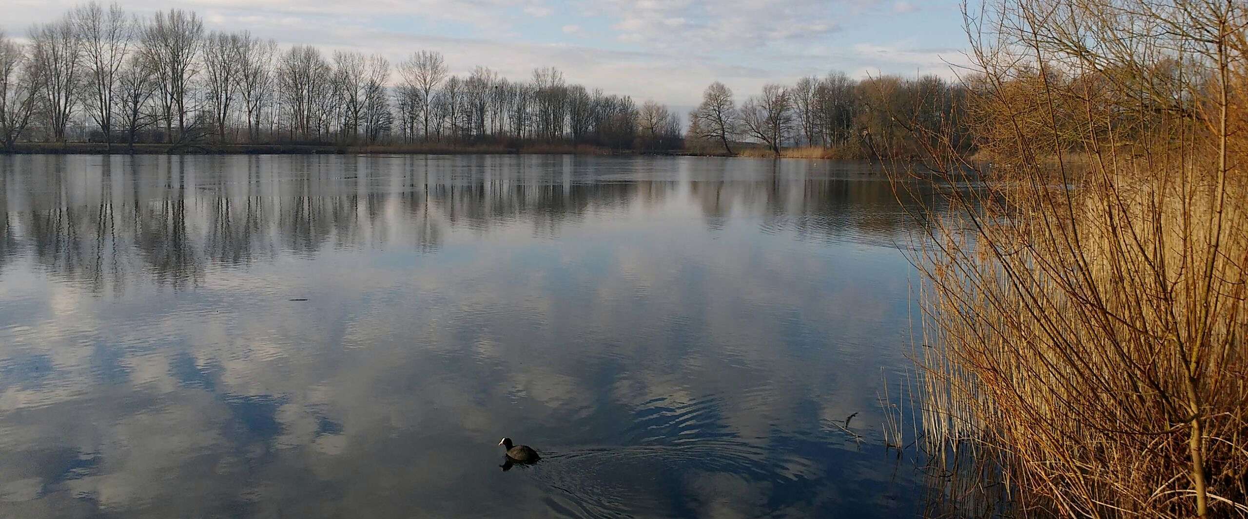Natuurplas met spiegelend water, riet en kale bomen