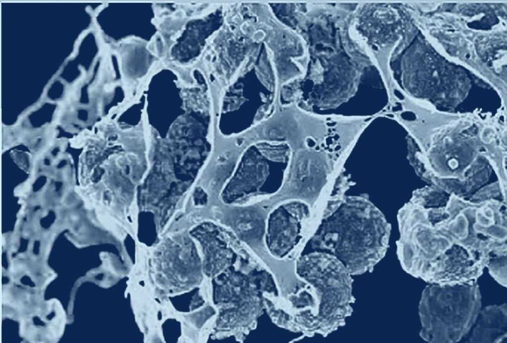 Microscopische opname van micro-organismen